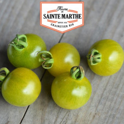 Tomate Green Doctor's Frosted 50 graines - La ferme Sainte Marthe