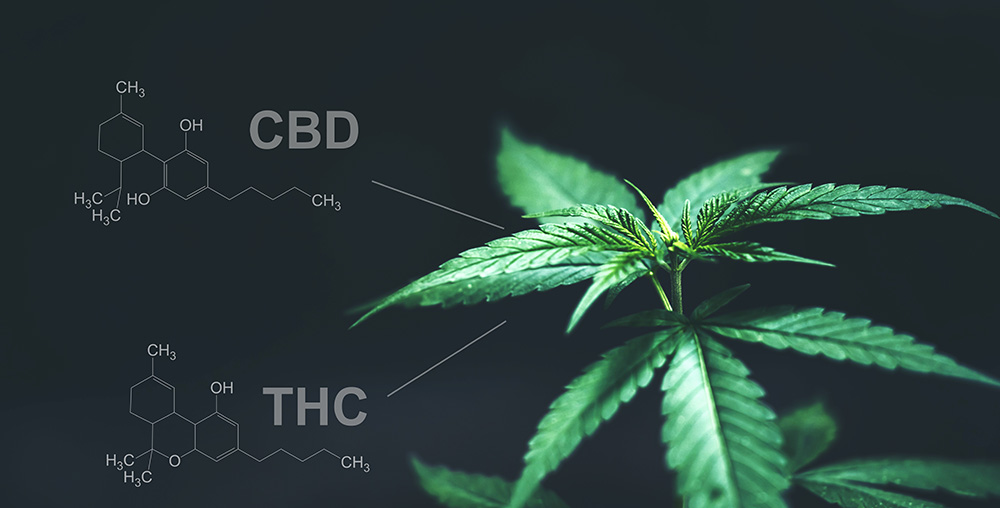 cbd-vs-thc.jpg