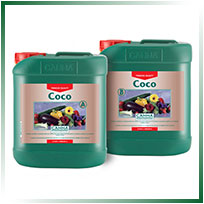 canna coco