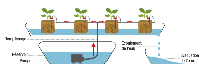 Jodoor développe l'hydroponie, une technologie d'avenir pour une