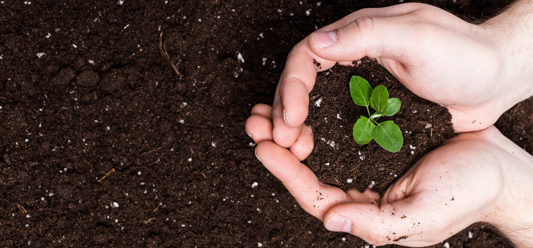 Discover the different types of potting soil for a flourishing crop