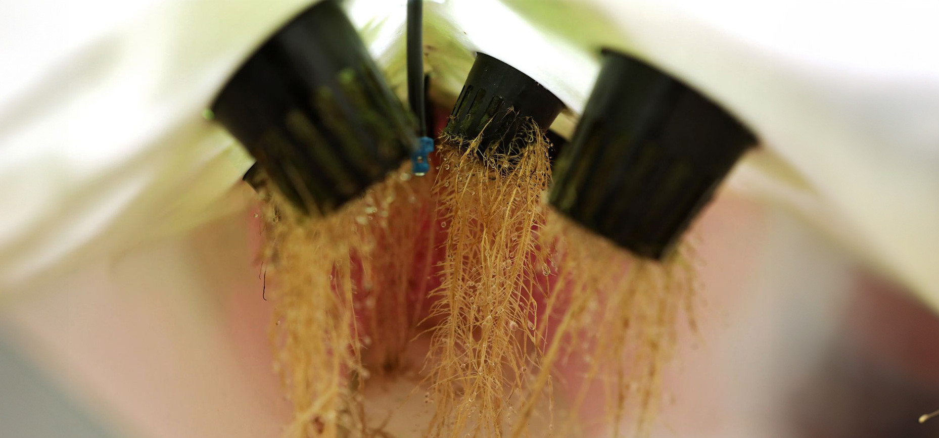 Aeroponics: een innovatieve kweekmethode met indrukwekkende resultaten