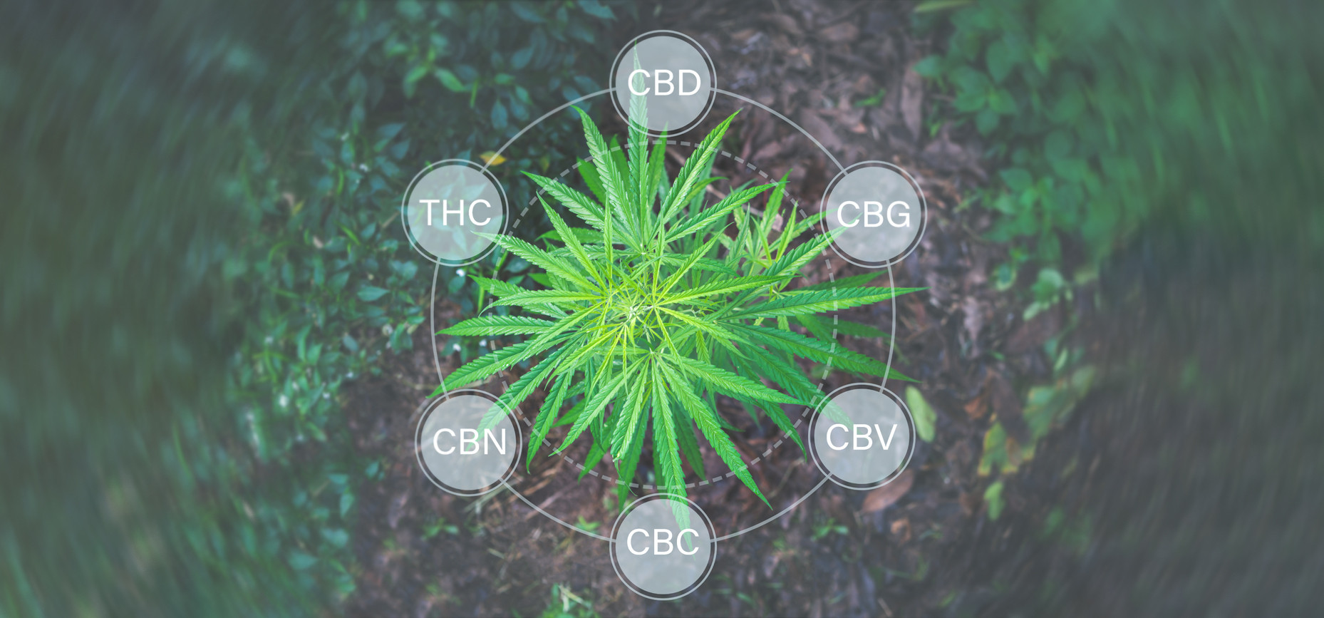 Der Unterschied zwischen dem CBD, CBG, CBN, CBC, CBV und THC.