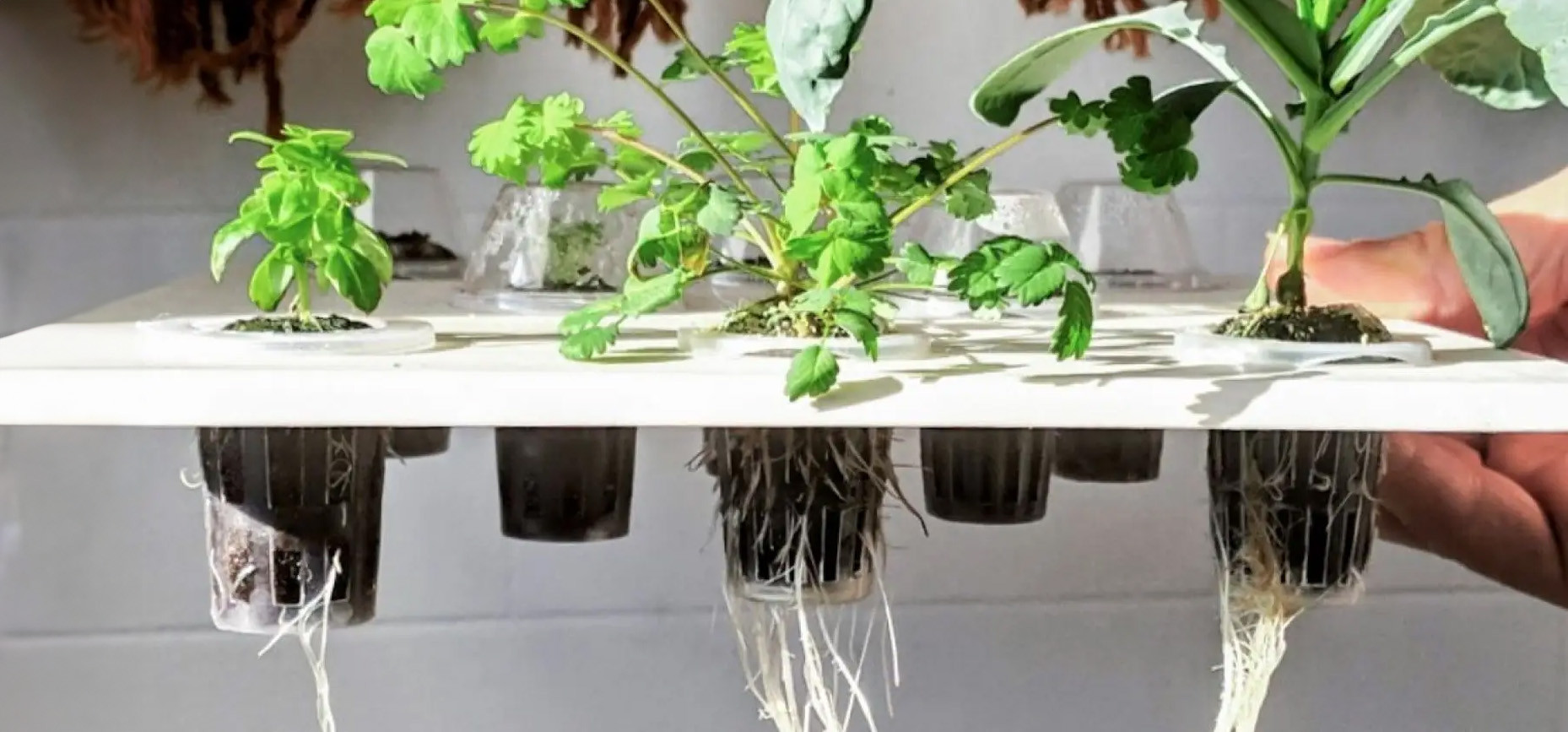 The different hydroponic growing systems in horticulture
