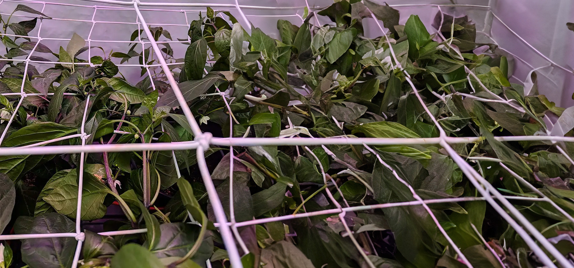 La técnica SCROG: optimizar el espacio de cultivo