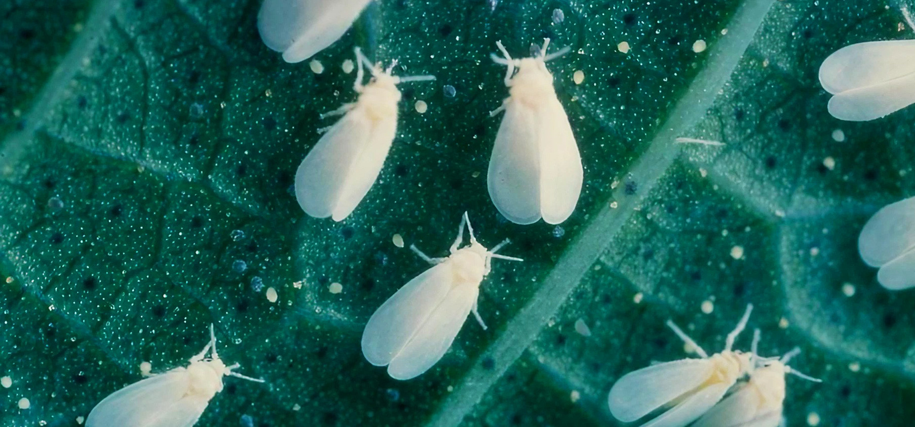 ¿Cómo combatir la mosca blanca en el cultivo de interior?